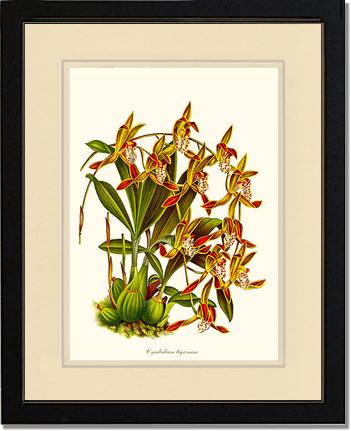 Cymbidium tigrinum | Orchid Wall Art Print