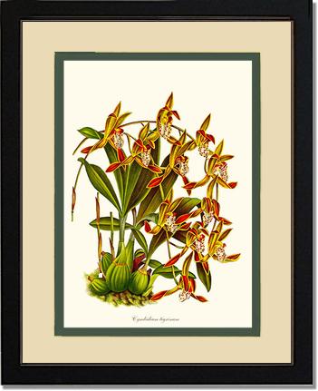 Cymbidium tigrinum | Orchid Wall Art Print