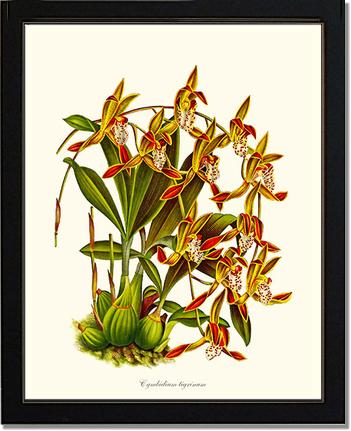 Cymbidium tigrinum | Orchid Wall Art Print