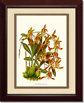 Cymbidium tigrinum | Orchid Wall Art Print