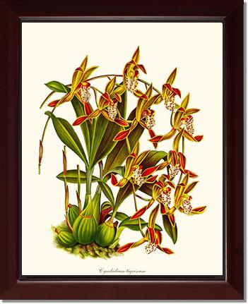 Cymbidium tigrinum | Orchid Wall Art Print