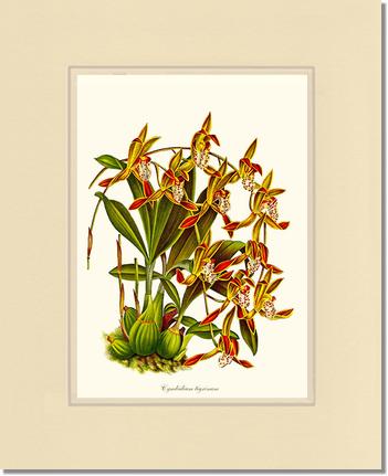 Cymbidium tigrinum | Orchid Wall Art Print