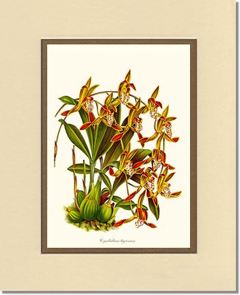Cymbidium tigrinum | Orchid Wall Art Print