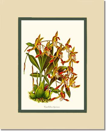 Cymbidium tigrinum | Orchid Wall Art Print