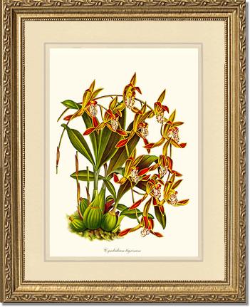 Cymbidium tigrinum | Orchid Wall Art Print