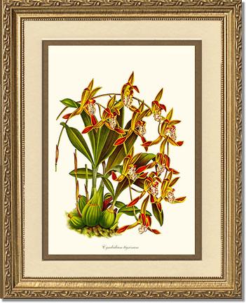 Cymbidium tigrinum | Orchid Wall Art Print