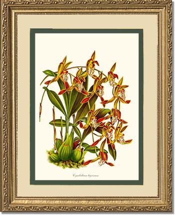 Cymbidium tigrinum | Orchid Wall Art Print