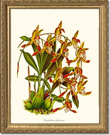 Cymbidium tigrinum | Orchid Wall Art Print