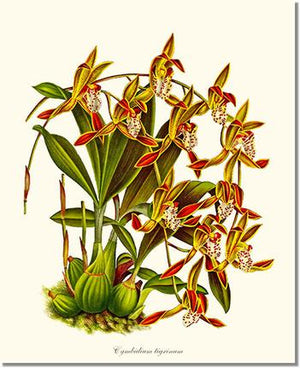 Orchid Print: Cymbidium tigrinum