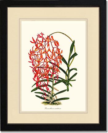 Renanthera matutina | Orchid Wall Art Print