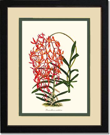 Renanthera matutina | Orchid Wall Art Print