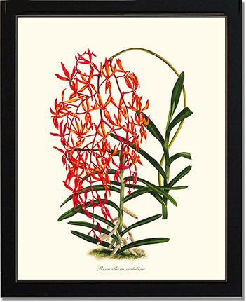 Renanthera matutina | Orchid Wall Art Print