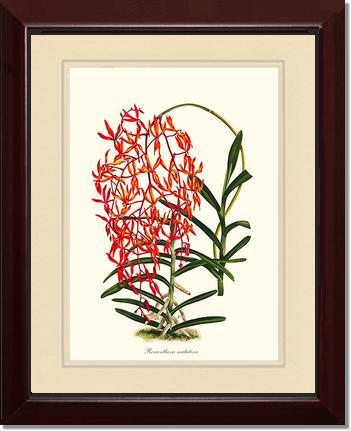 Renanthera matutina | Orchid Wall Art Print