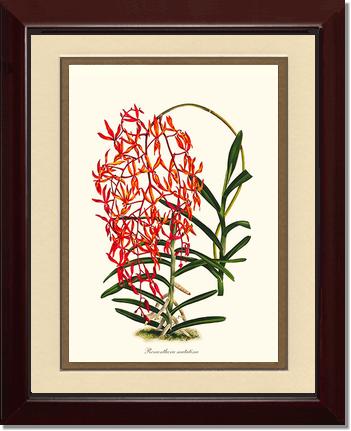 Renanthera matutina | Orchid Wall Art Print