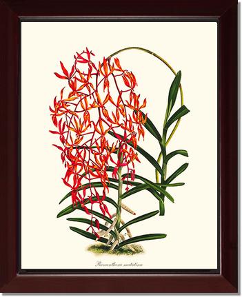 Renanthera matutina | Orchid Wall Art Print