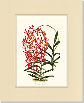 Renanthera matutina | Orchid Wall Art Print