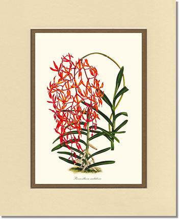 Renanthera matutina | Orchid Wall Art Print