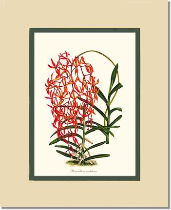 Renanthera matutina | Orchid Wall Art Print