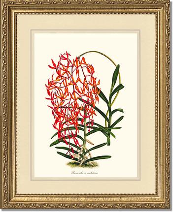 Renanthera matutina | Orchid Wall Art Print