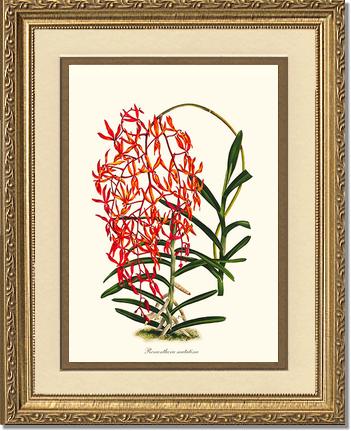 Renanthera matutina | Orchid Wall Art Print
