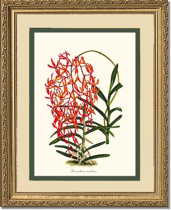 Renanthera matutina | Orchid Wall Art Print