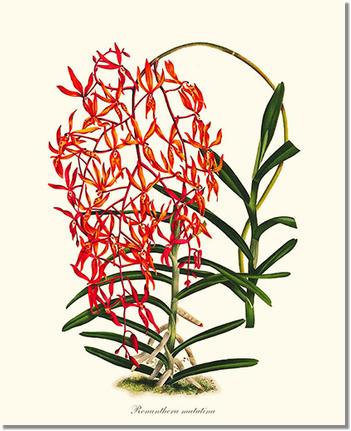 Renanthera matutina | Orchid Wall Art Print