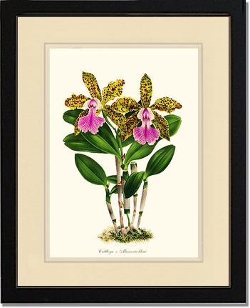 Cattleya Memoria bleui | Orchid Wall Art Print