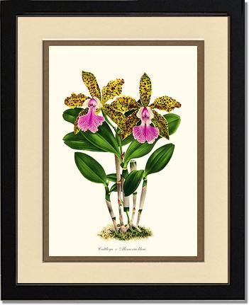 Cattleya Memoria bleui | Orchid Wall Art Print