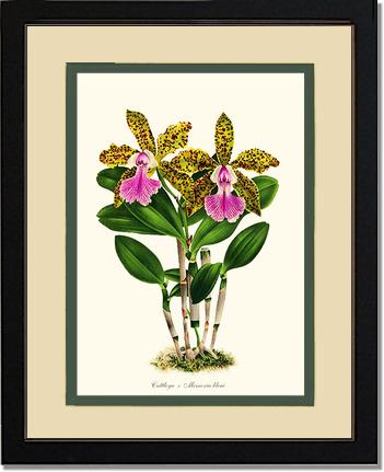 Cattleya Memoria bleui | Orchid Wall Art Print