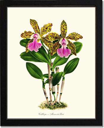 Cattleya Memoria bleui | Orchid Wall Art Print