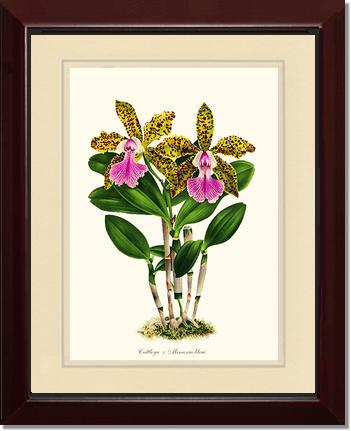 Cattleya Memoria bleui: Vintage Botanical Orchid Wall Art