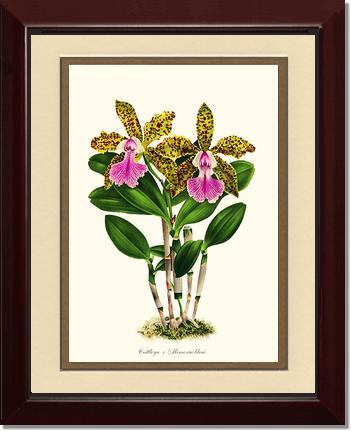 Cattleya Memoria bleui | Orchid Wall Art Print