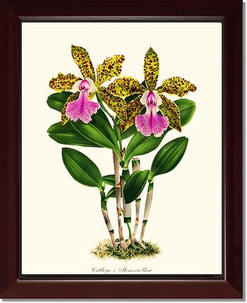 Cattleya Memoria bleui | Orchid Wall Art Print