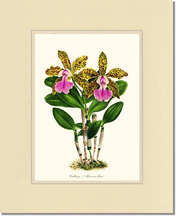 Cattleya Memoria bleui | Orchid Wall Art Print