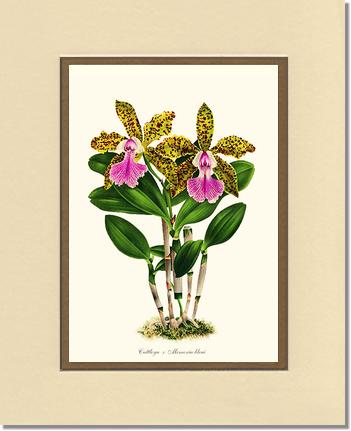 Cattleya Memoria bleui | Orchid Wall Art Print