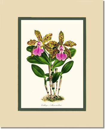 Cattleya Memoria bleui | Orchid Wall Art Print