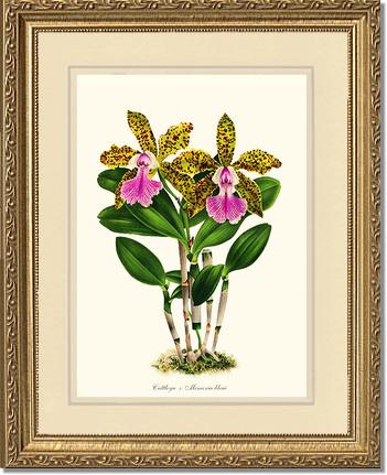 Cattleya Memoria bleui | Orchid Wall Art Print
