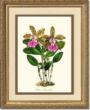 Cattleya Memoria bleui | Orchid Wall Art Print