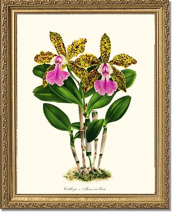 Cattleya Memoria bleui | Orchid Wall Art Print