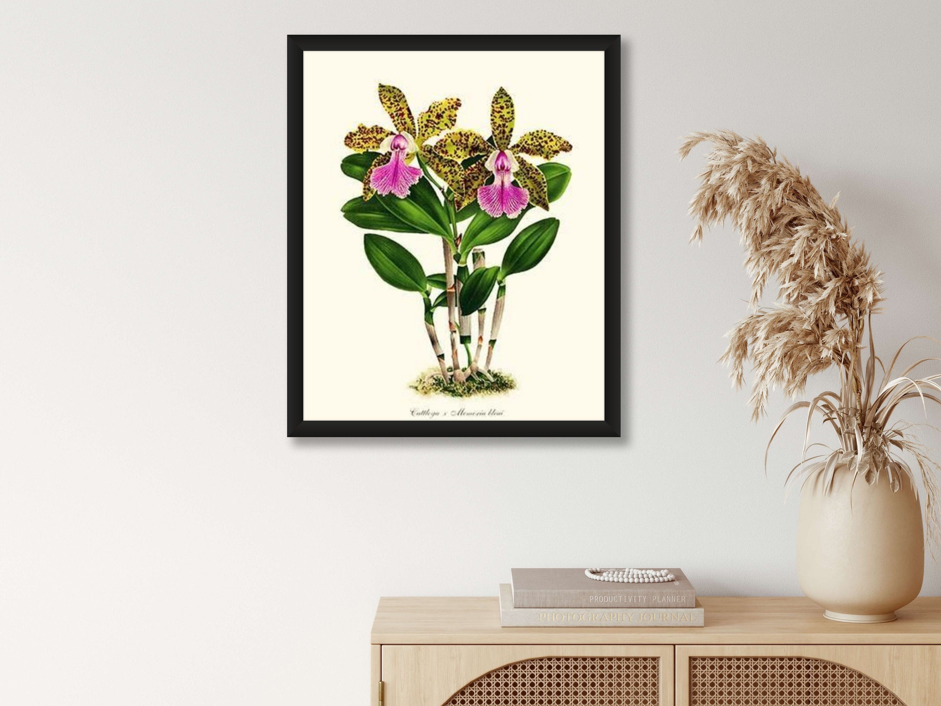 Cattleya Memoria bleui: Vintage Botanical Orchid Wall Art