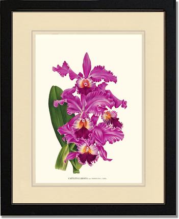 Cattleya labiata | Orchid Wall Art Print