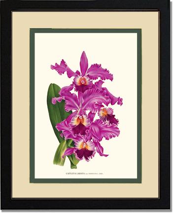 Cattleya labiata | Orchid Wall Art Print