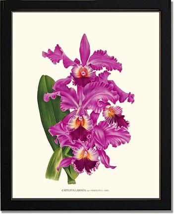 Cattleya labiata | Orchid Wall Art Print