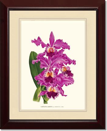 Cattleya labiata | Orchid Wall Art Print