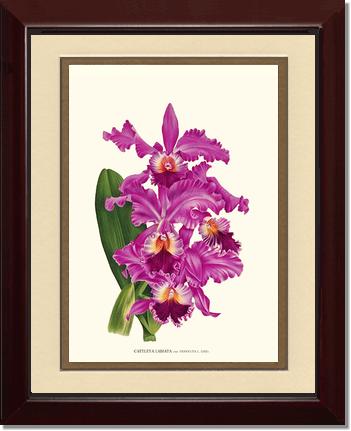 Cattleya labiata | Orchid Wall Art Print
