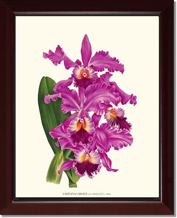 Cattleya labiata | Orchid Wall Art Print