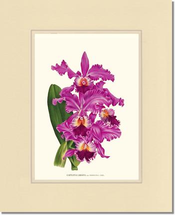 Cattleya labiata | Orchid Wall Art Print