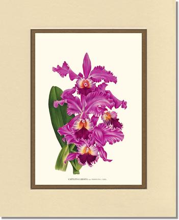 Cattleya labiata | Orchid Wall Art Print