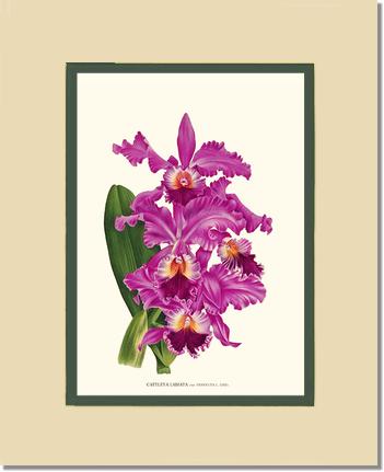 Cattleya labiata | Orchid Wall Art Print