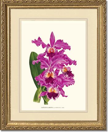 Cattleya labiata | Orchid Wall Art Print
